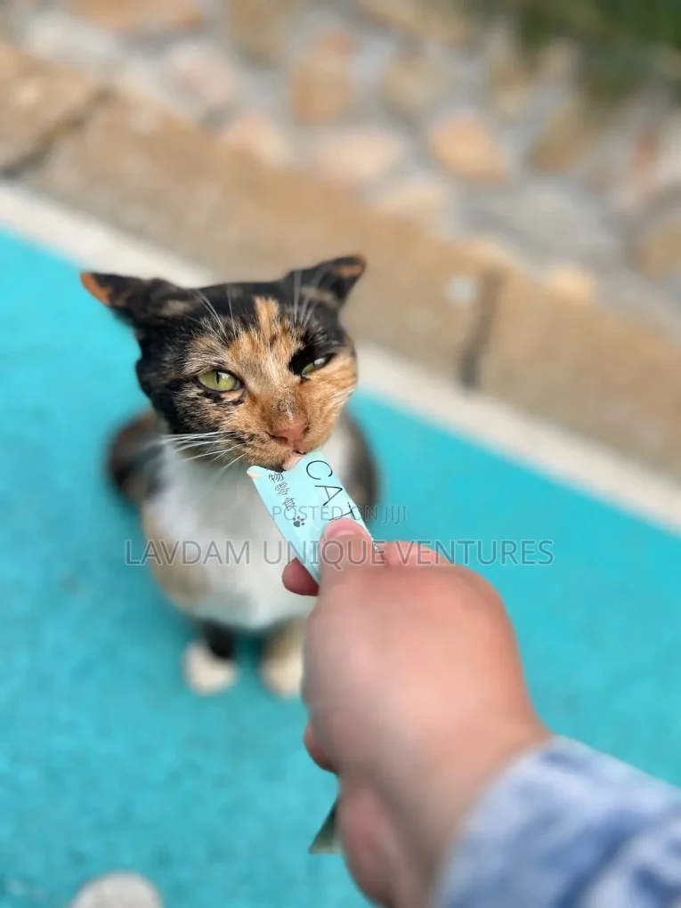 What Should You Feed a Kitten? A Complete Guide to Kitten Nutrition