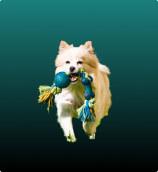 Dog Treats & Toys