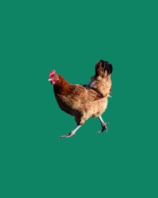 Chicken