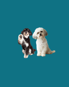 Dogs