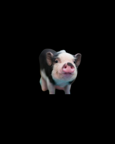 Pigs